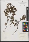Foto von Salix L.